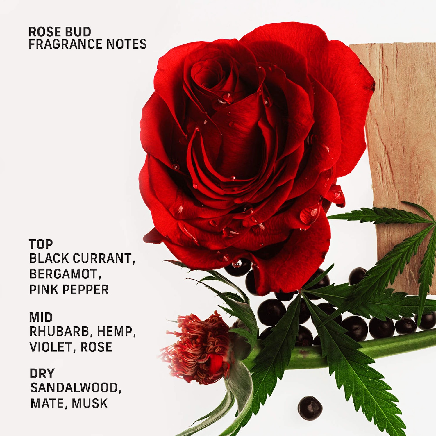 CYKLAR - Rose Bud Nutrient-Rich Body Cream with Niacinamide - Image 5