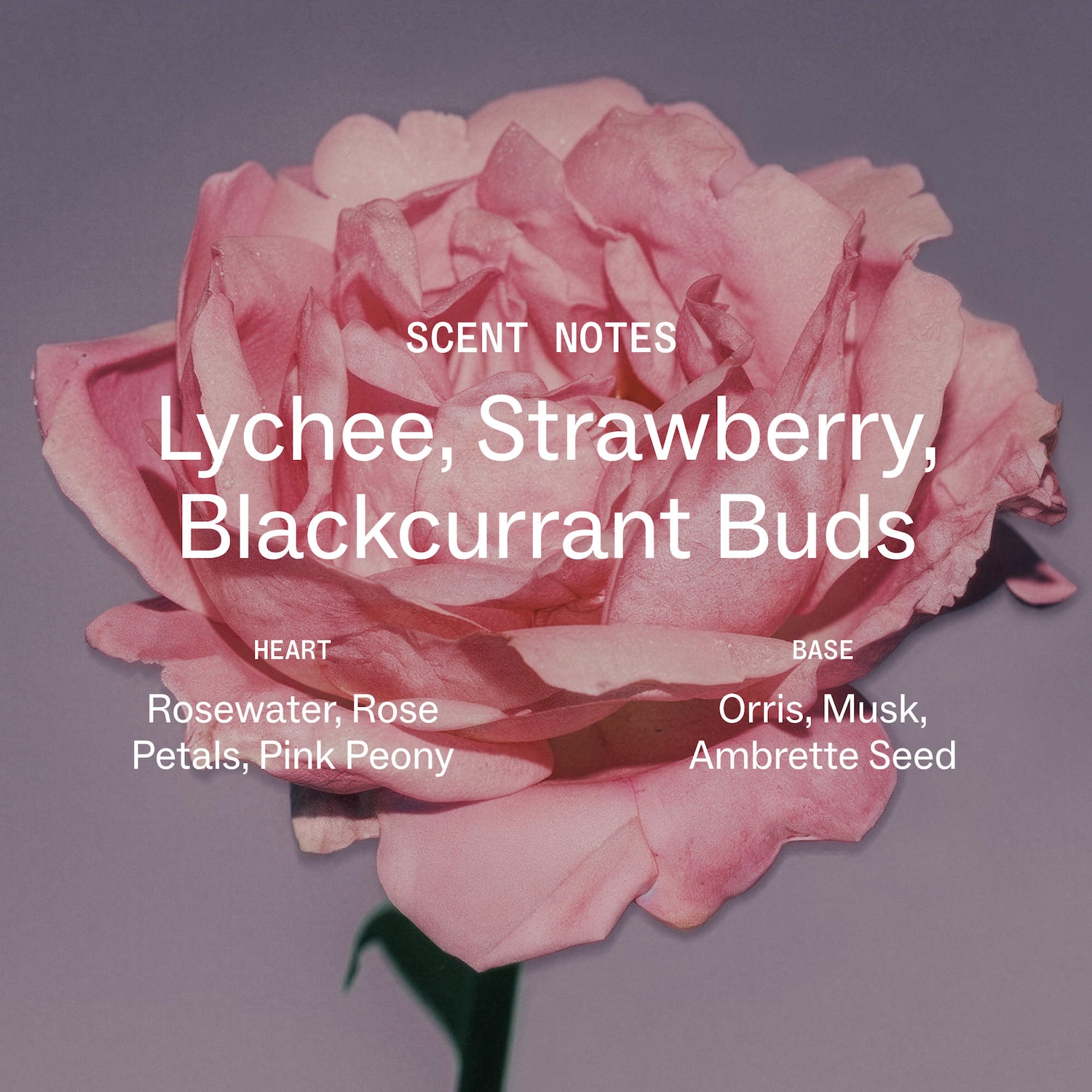 Touchland - Blush Rose Glow Essence Body & Hair Fragrance Mist - Image 2